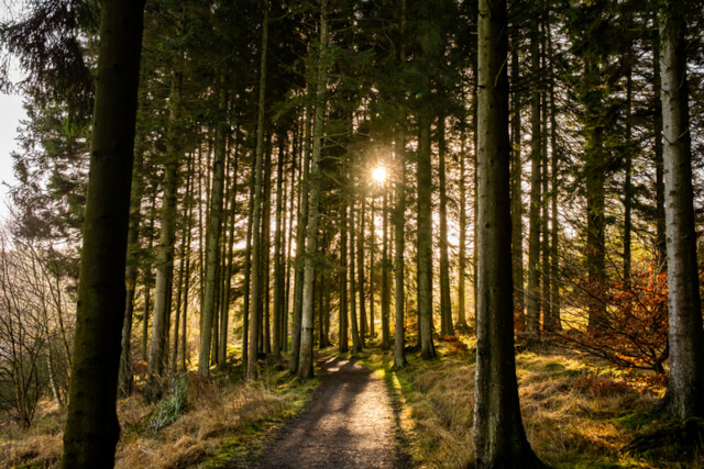 A view through the trees with the sun peeking through at Kielder Forest