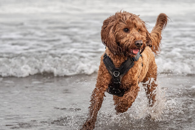 A wet cockapoo running through the sea on the beach