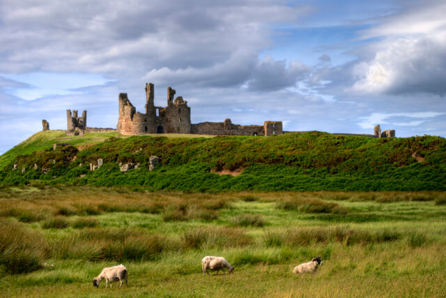 Dunstanburgh Castle and sheep grazing in the surrounding field