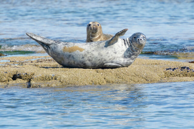 Grey seals lying on the beach in Northumberland