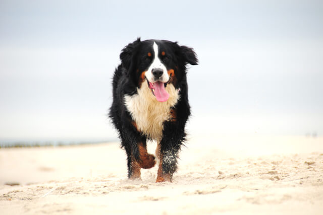 A Bernease mountain dog running on the sand on the beach