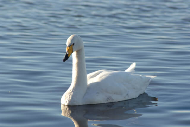 A mute swan on the River Tweed in Berwick
