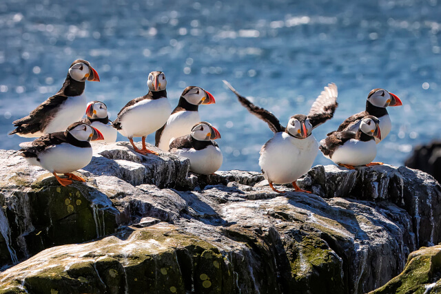 Flock of puffins sitting on the rocks on the farne islands