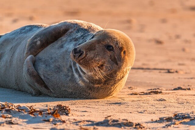 A gray seal lying on sand at the beach