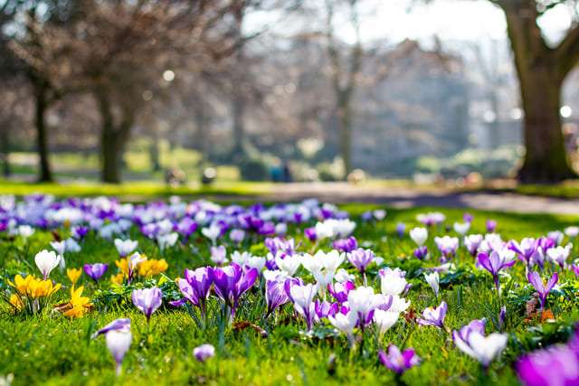 image shows a patch of grass with purple and white crocuses in the foreground with a blurred background. Image taken in Northumberland.