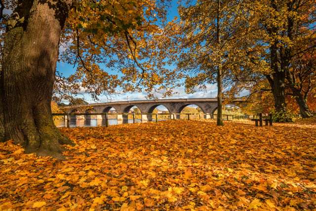 Image shows a bridge with two trees on either side, there are lots of leaves on the floor in shades of yellow, orange, and red.
